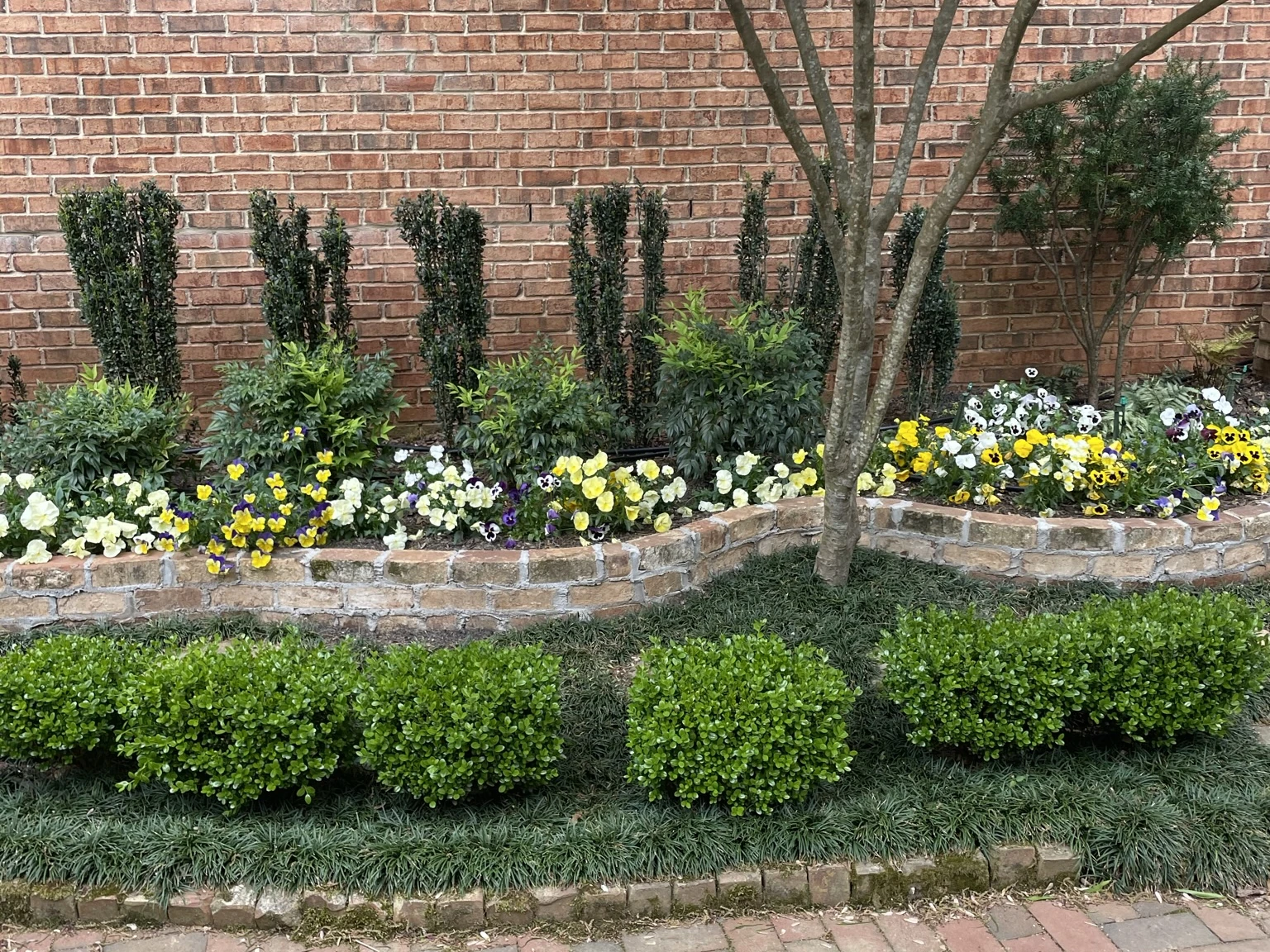 Professionally installed boxwood shrubs and colorful pansies in a raised brick garden bed in Clemmons, NC by GH Cutting Edge